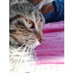 Zdjęcia użytkowników Huawei P20 Lite