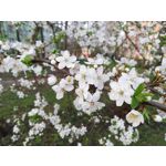 Zdjęcia użytkowników Huawei P20 Lite