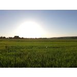 Zdjęcia użytkowników Huawei P20 Lite