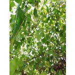 Zdjęcia użytkowników Huawei P20 Lite