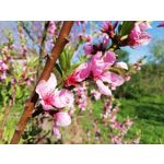 Zdjęcia użytkowników Huawei P20 Lite