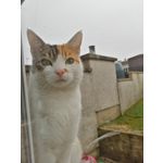 Zdjęcia użytkowników Huawei P20 Lite