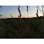 Zdjęcia użytkowników Huawei P20 Lite