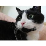 Zdjęcia użytkowników Huawei P20 Lite