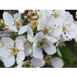 Zdjęcia użytkowników Huawei P20 Lite