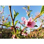 Zdjęcia użytkowników Huawei P20 Lite