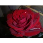 Zdjęcia użytkowników Huawei P20 Lite