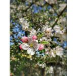 Zdjęcia użytkowników Huawei P20 Pro