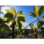 Zdjęcia użytkowników Huawei P20 Pro