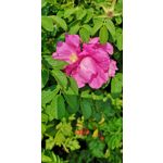 Zdjęcia użytkowników Huawei P20 Pro