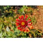 Zdjęcia użytkowników Huawei P20 Pro