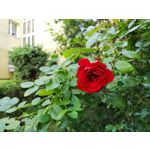Zdjęcia użytkowników Huawei P20 Pro