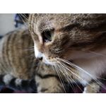 Zdjęcia użytkowników Huawei P20 Pro