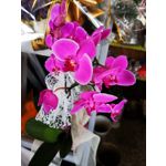 Zdjęcia użytkowników Huawei P20 Pro