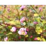 Zdjęcia użytkowników Huawei P20