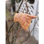 Zdjęcia użytkowników Huawei P20