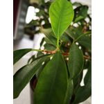 Zdjęcia użytkowników Huawei P20