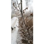 Zdjęcia użytkowników Huawei P20