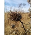 Zdjęcia użytkowników Huawei P20