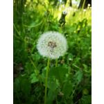 Zdjęcia użytkowników Huawei P20