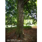 Zdjęcia użytkowników Huawei P20