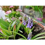 Zdjęcia użytkowników Huawei P20