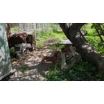 Zdjęcia użytkowników Huawei P20