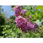 Zdjęcia użytkowników Huawei P30 Lite