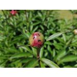 Zdjęcia użytkowników Huawei P30 Lite