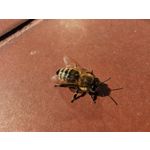 Zdjęcia użytkowników Huawei P30 Pro