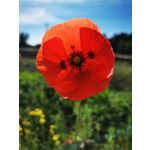 Zdjęcia użytkowników Huawei P30 Pro