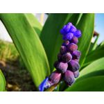 Zdjęcia użytkowników Huawei P30 Pro