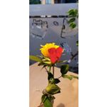 Zdjęcia użytkowników Huawei P30 Pro