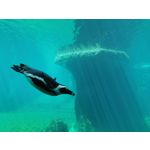 Zdjęcia użytkowników Huawei P30 Pro