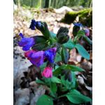 Zdjęcia użytkowników Huawei P30 Pro