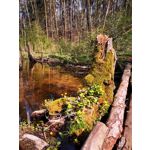 Zdjęcia użytkowników Huawei P30 Pro