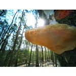 Zdjęcia użytkowników Huawei P30 Pro