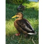 Zdjęcia użytkowników Huawei P30 Pro