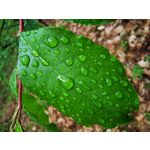 Zdjęcia użytkowników Huawei P30 Pro