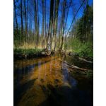 Zdjęcia użytkowników Huawei P30 Pro