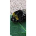 Zdjęcia użytkowników Huawei P30 Pro