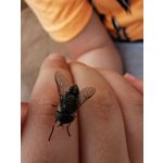 Zdjęcia użytkowników Huawei P30 Pro