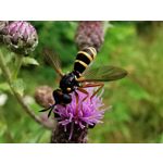 Zdjęcia użytkowników Huawei P30 Pro