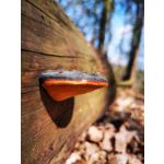 Zdjęcia użytkowników Huawei P30 Pro
