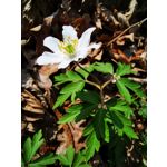 Zdjęcia użytkowników Huawei P30 Pro