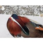 Zdjęcia użytkowników Huawei P30