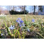 Zdjęcia użytkowników Huawei P40 Lite E
