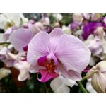 Zdjęcia użytkowników Huawei P40 Lite E