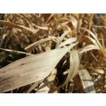 Zdjęcia użytkowników Huawei P40 Lite Zdjęcia użytkowników Huawei P40 Lite