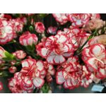 Zdjęcia użytkowników Huawei P40 Lite Zdjęcia użytkowników Huawei P40 Lite